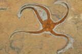 Ordovician Brittle Star (Ophiura) With Carpoids & Crinoids #189675-2